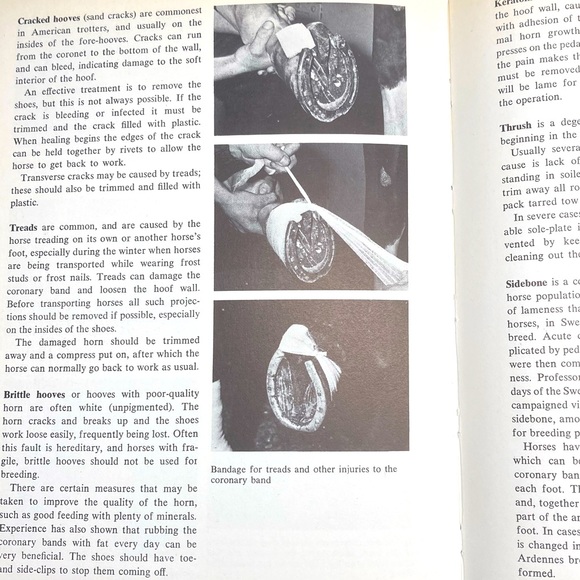 Healthy Horse Handbook Illustrated Hardcover Educational Academia - Picture 13 of 16